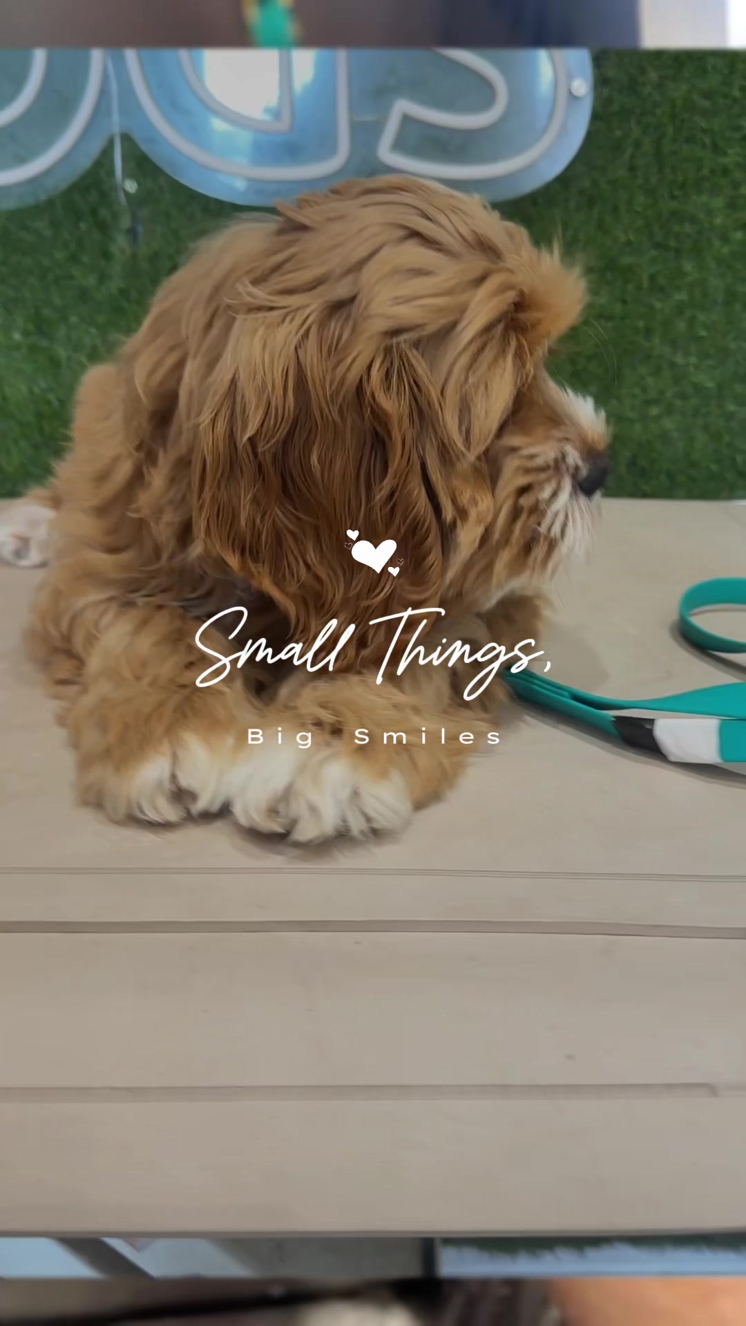 @DevenickDogs
