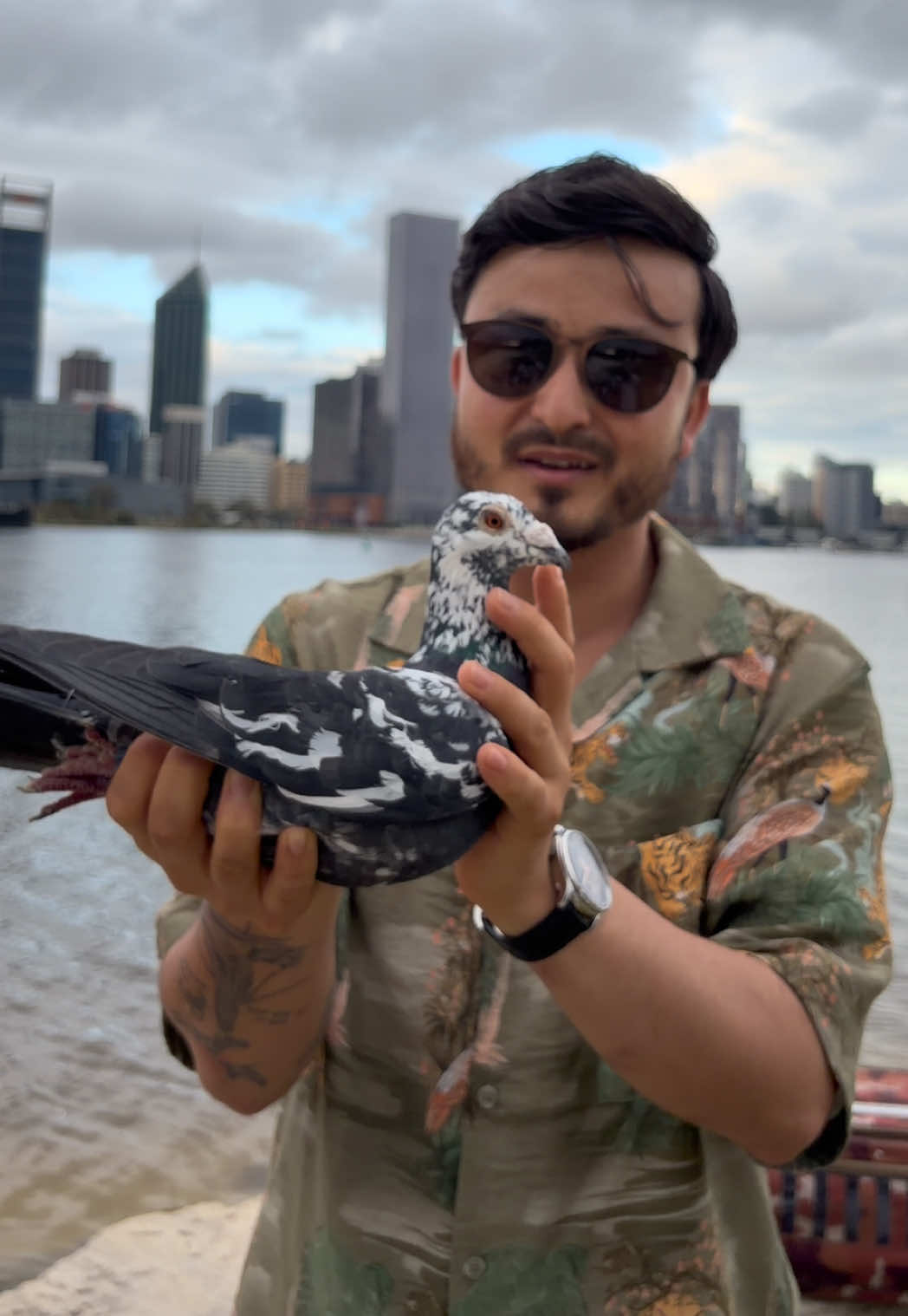 @pigeon.papii