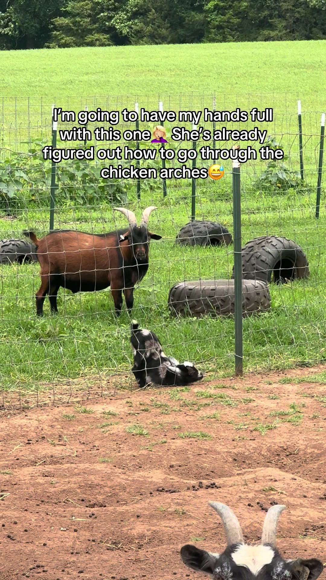 @Momma Tay🐐🐓👩🏼&zwj;🌾💕