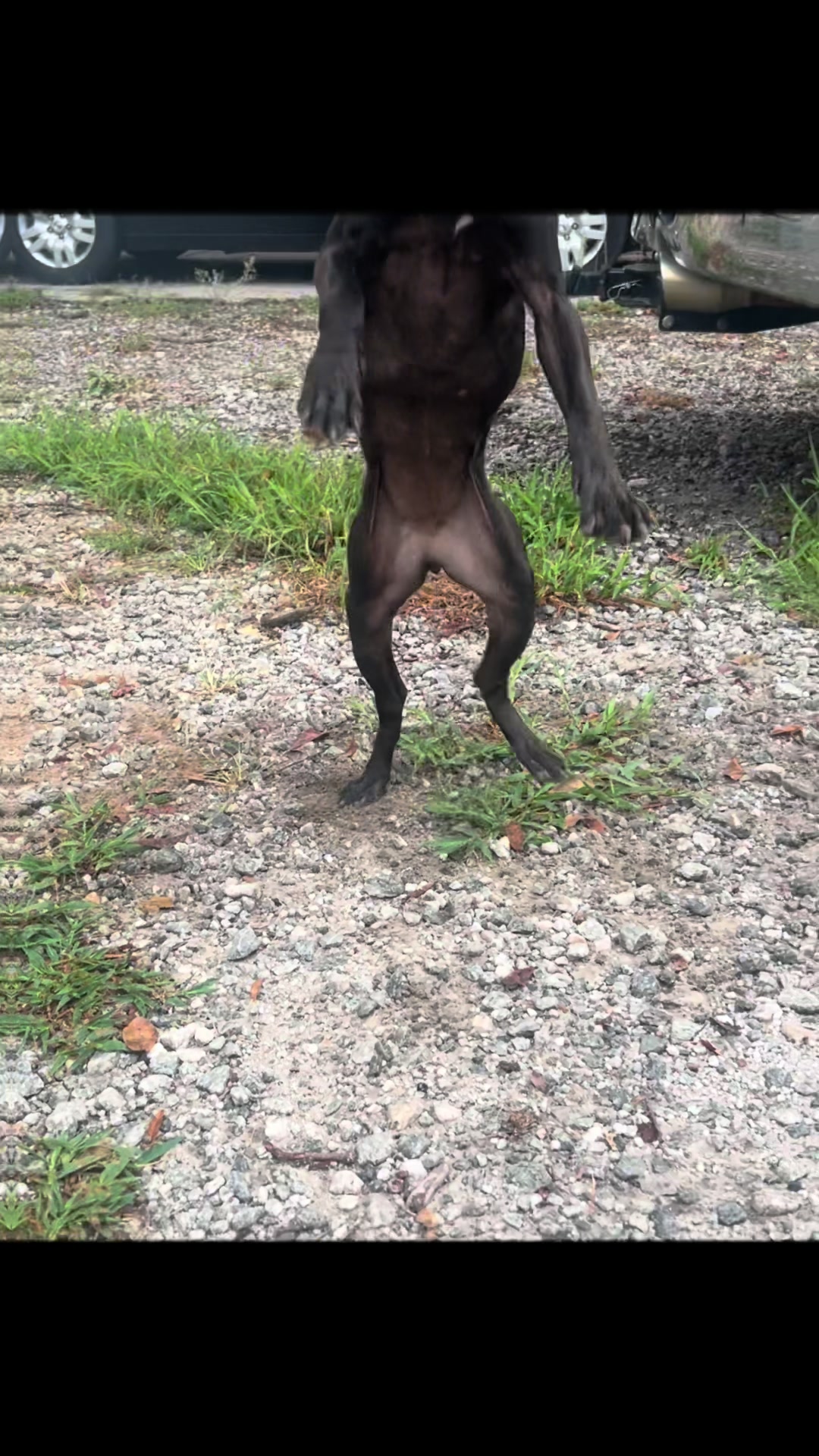 @Real Country Kennels