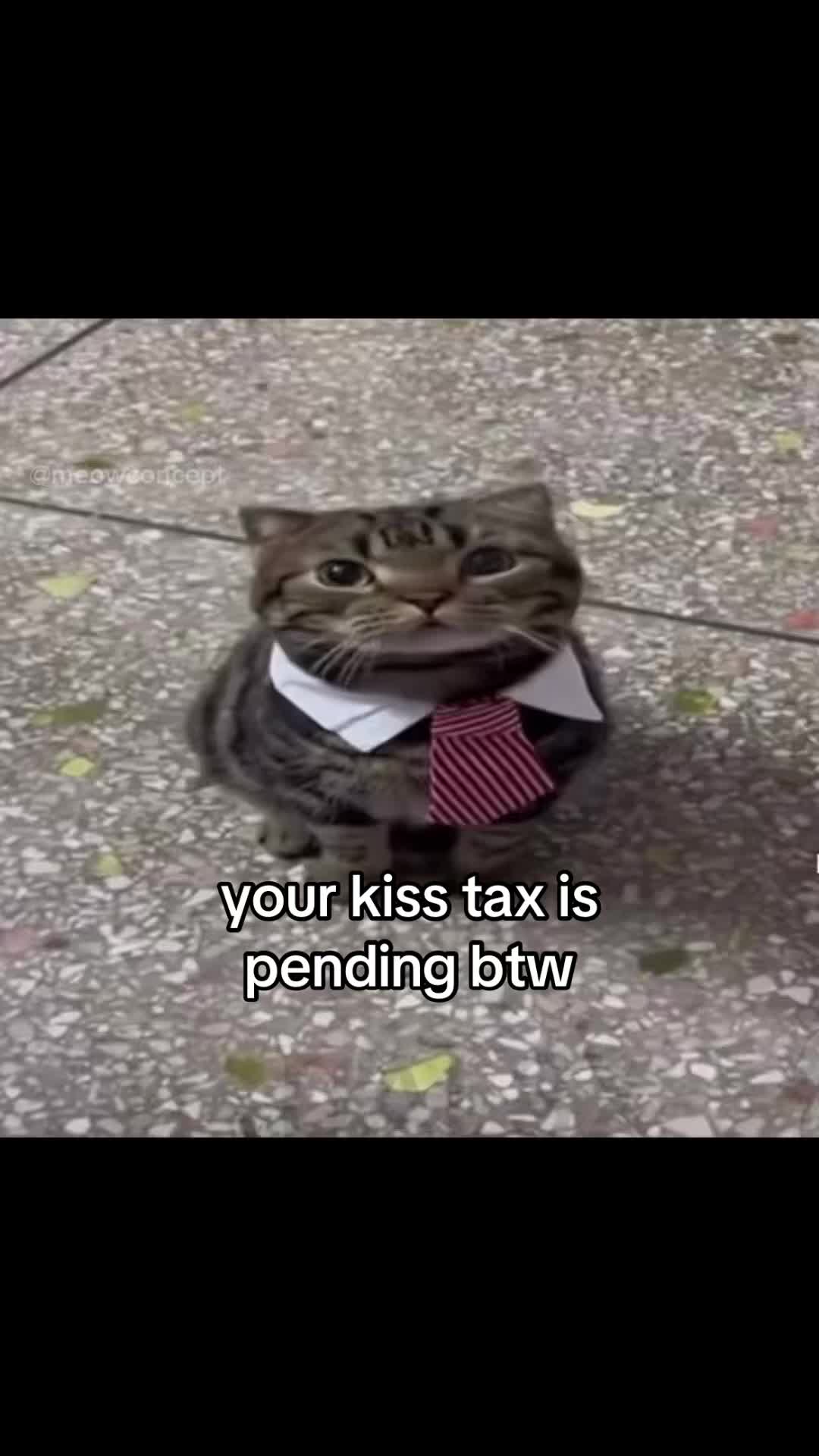 @meowconcept