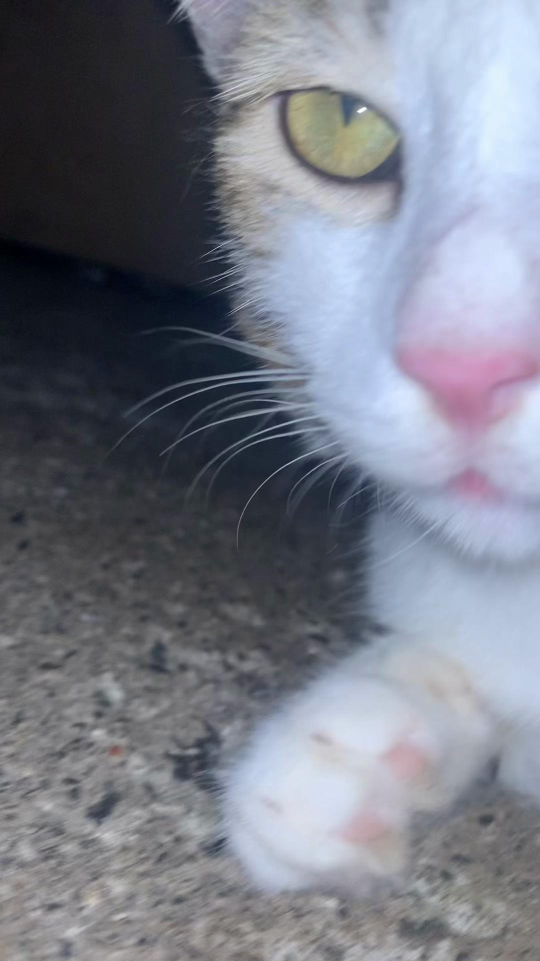 @ Ve 