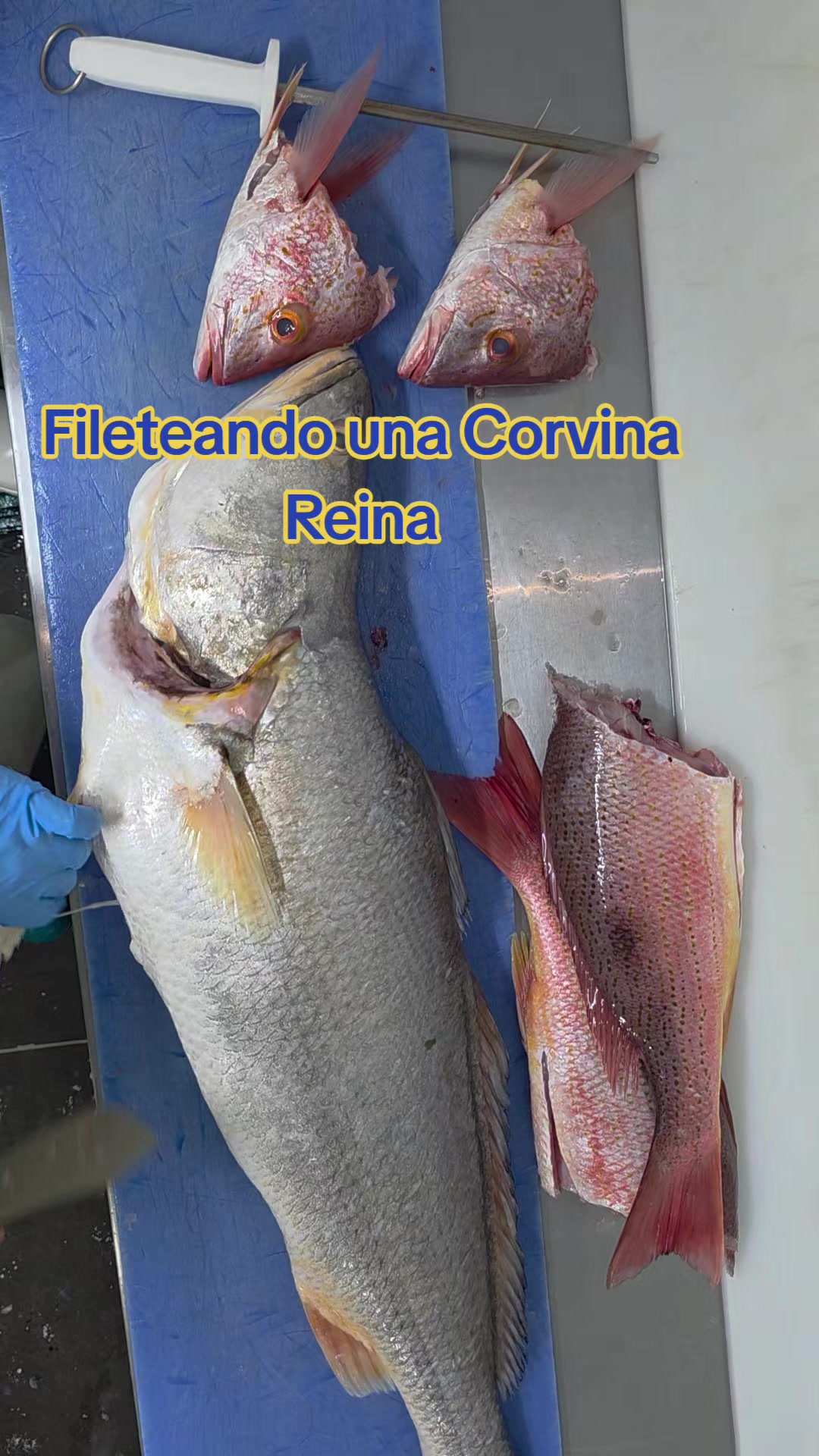 @Fish Store
