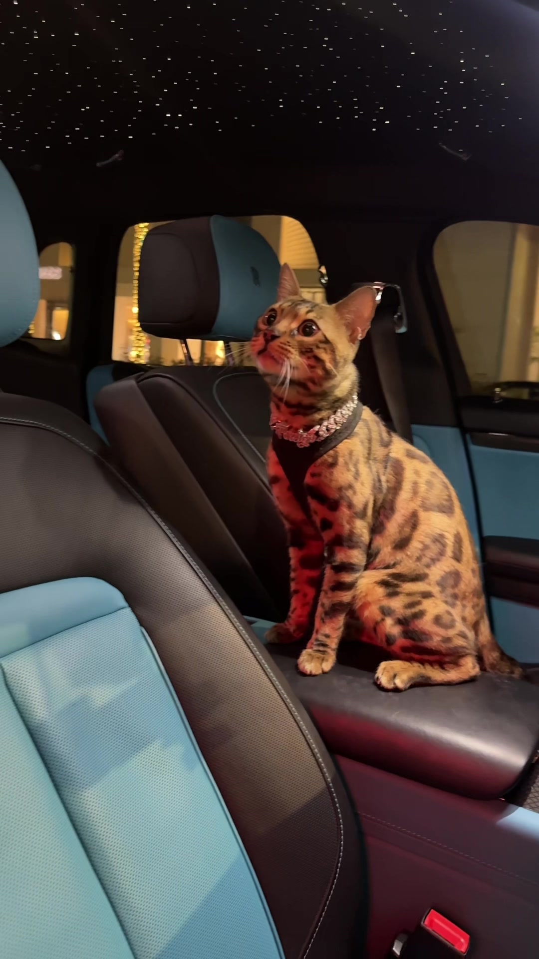 @Bengal Cats
