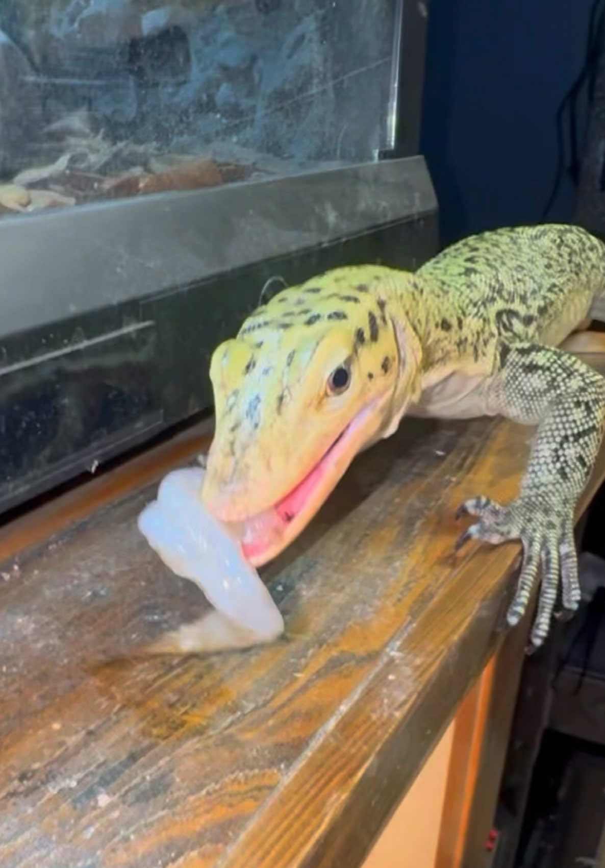 @Tommys_reptiles