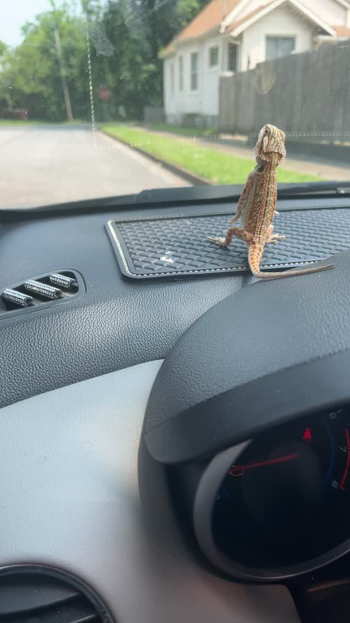 @Mezzy 🦎