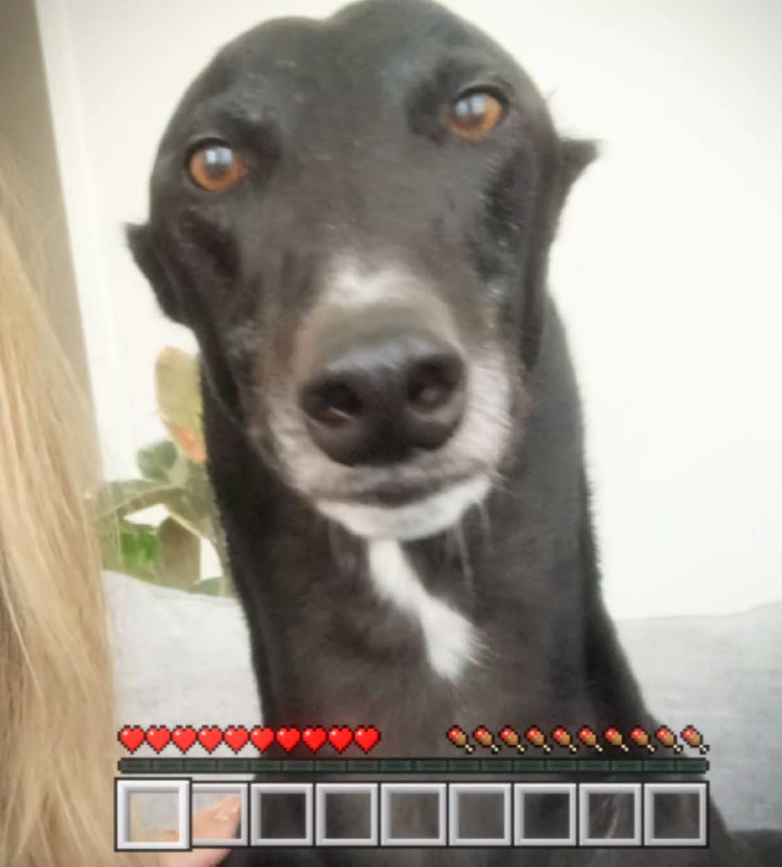 @chilli the greyhound 🌶️