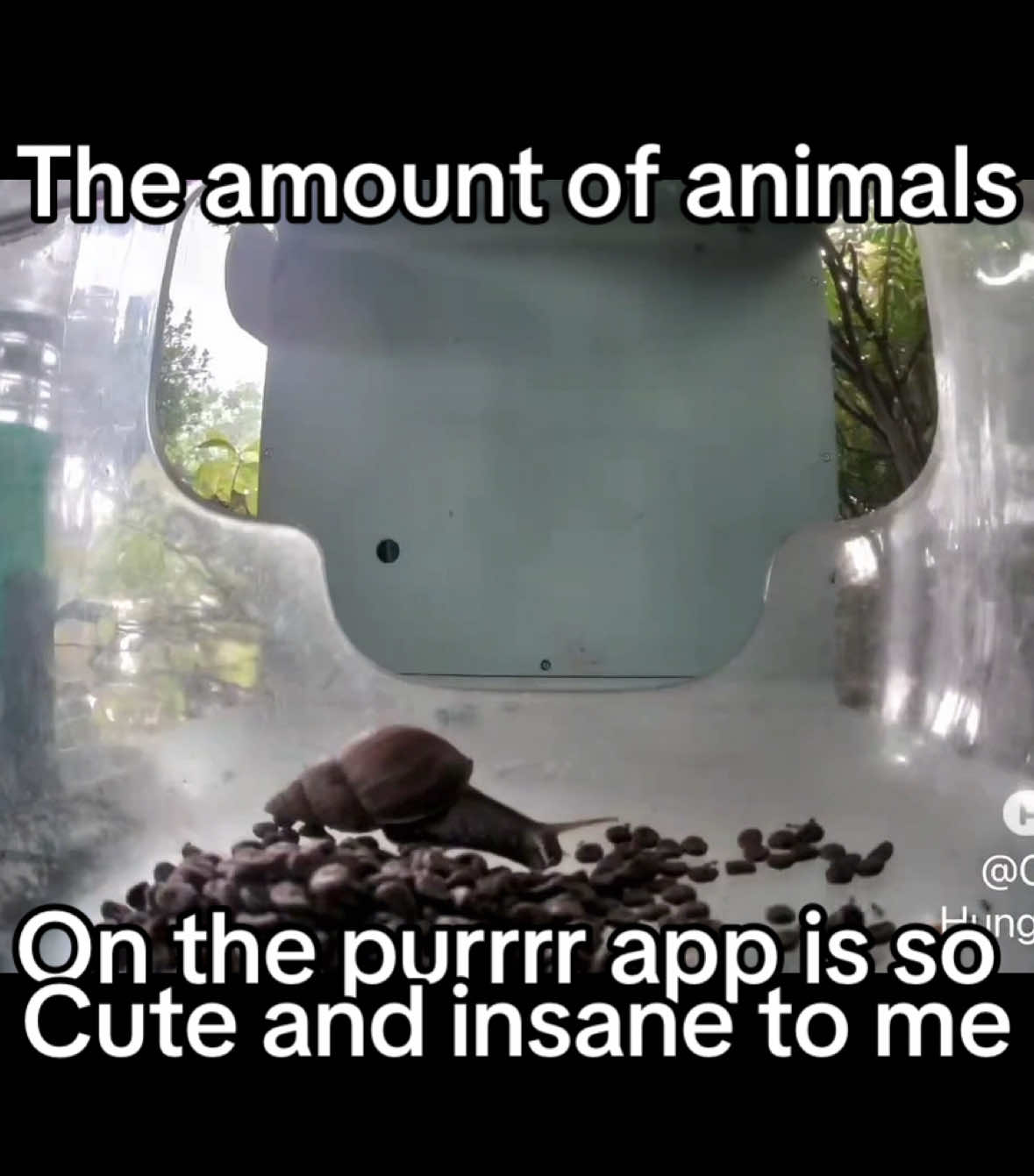 @purrrr