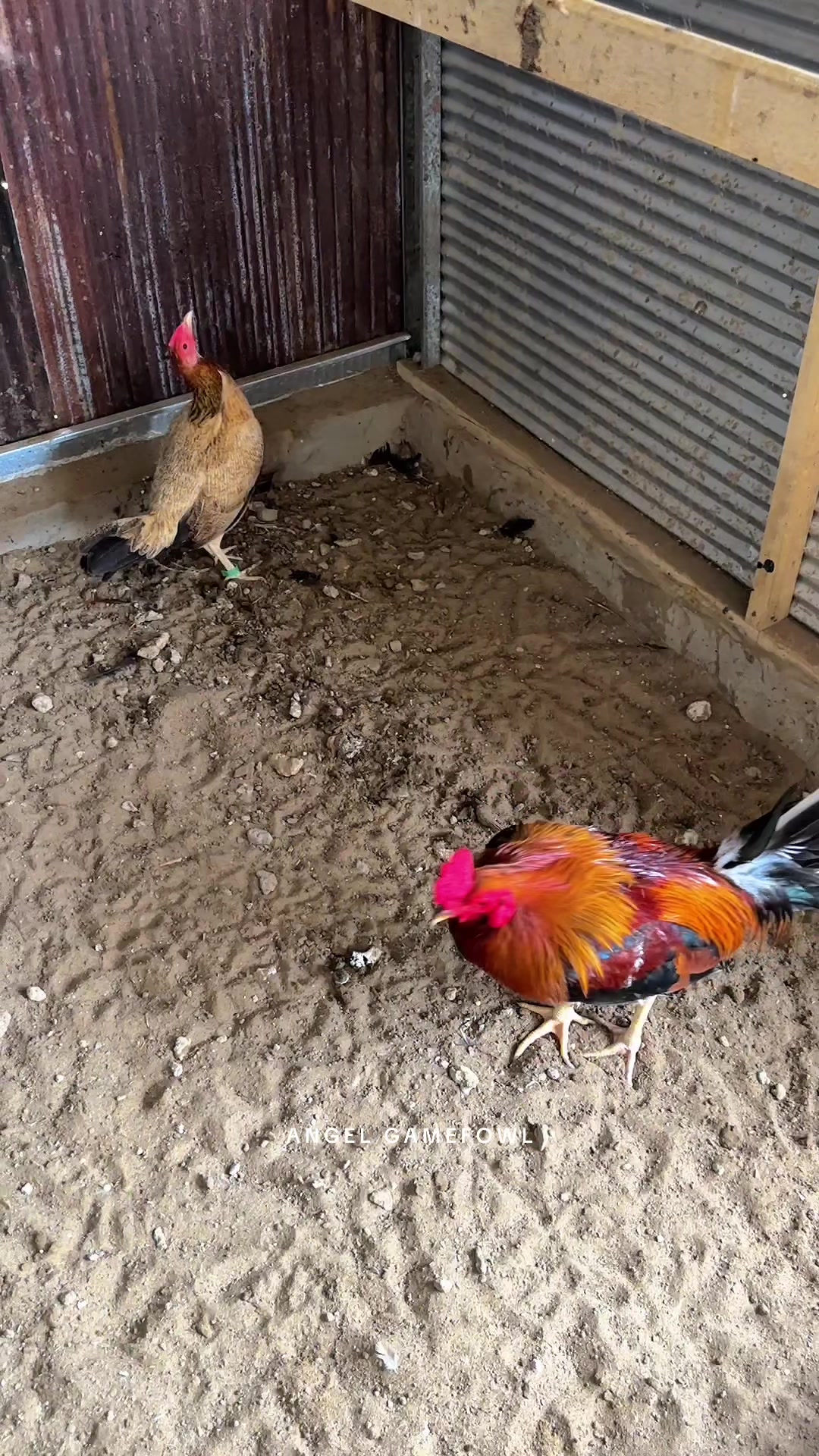 @angelsgamefowl88