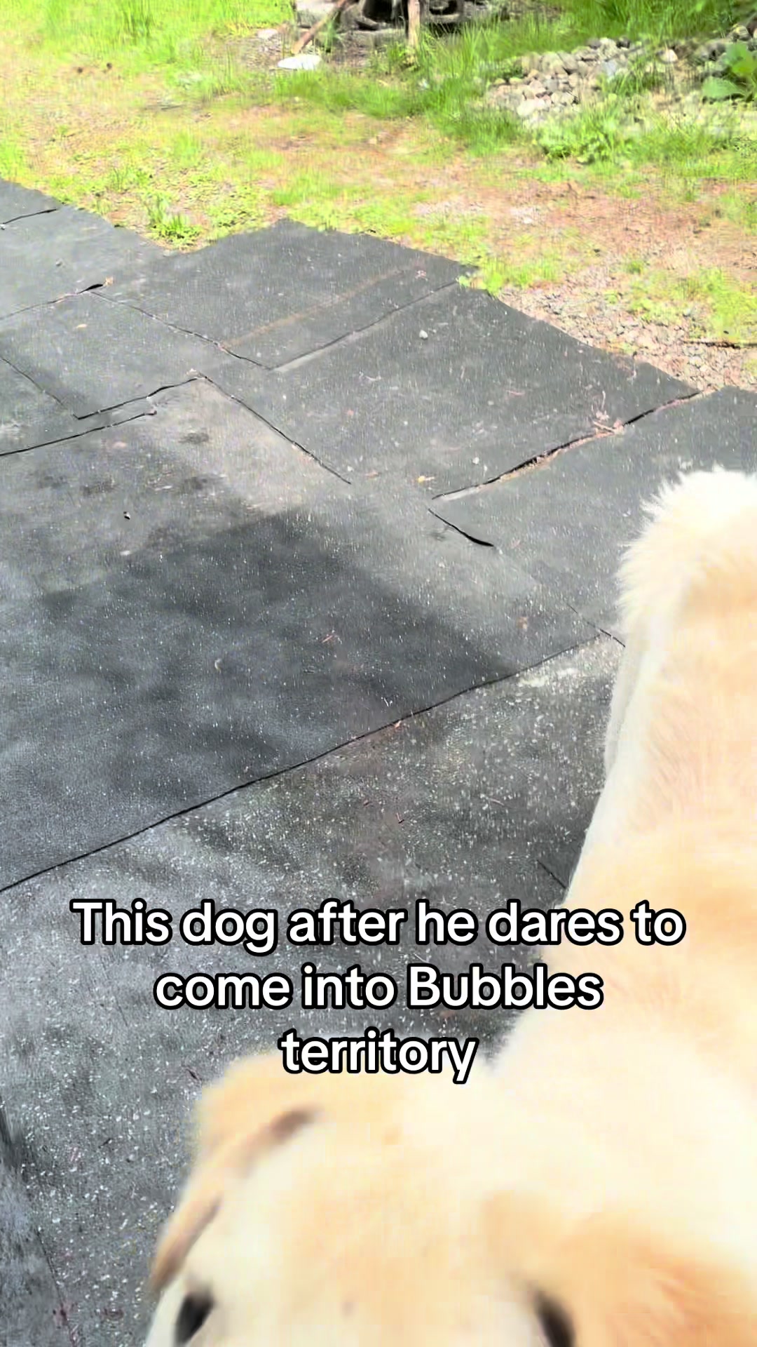 @itsbubblesinthewoods