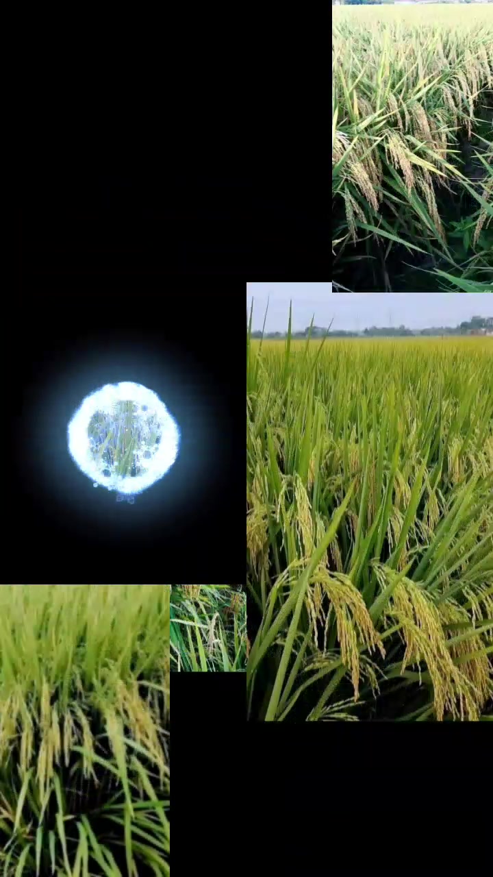 @PT. BHD INDONESIA