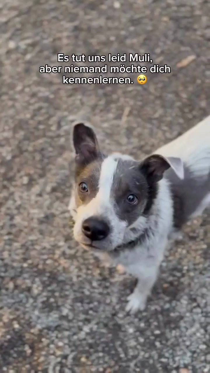 @SpecialDogs e.V.