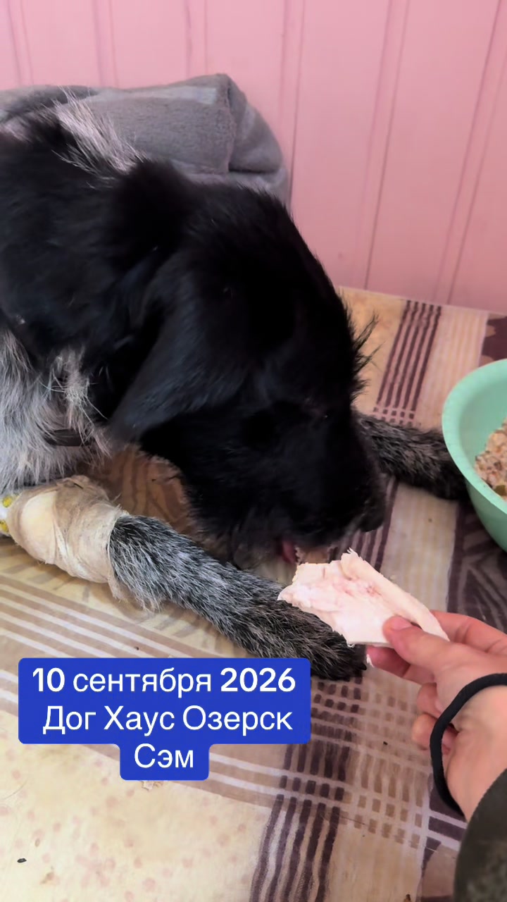 @dog_house_ozersk