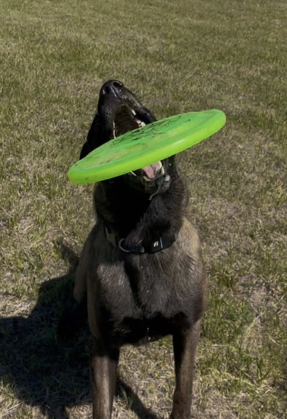 @WaveRyder_k9