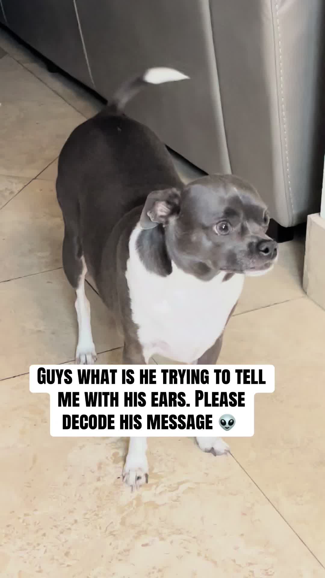@ravioli.linguini