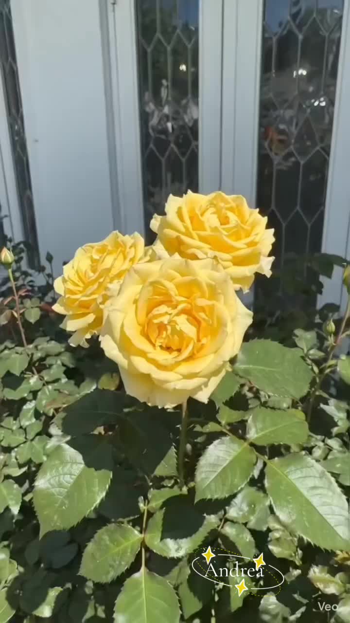 @andreacorsi298