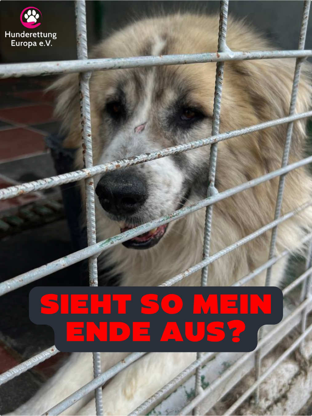 @Hunderettung Europa