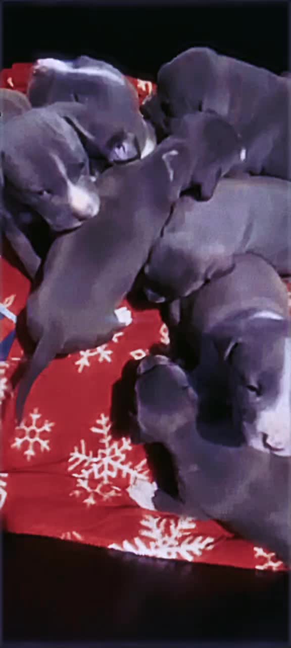 @HACHIKO LINE Bully Kennel