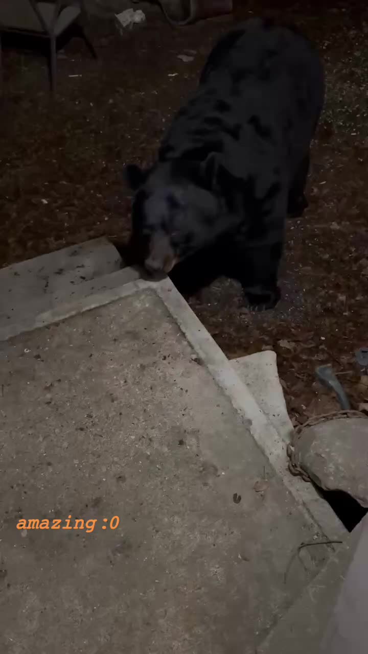 @two wolves high-fiving