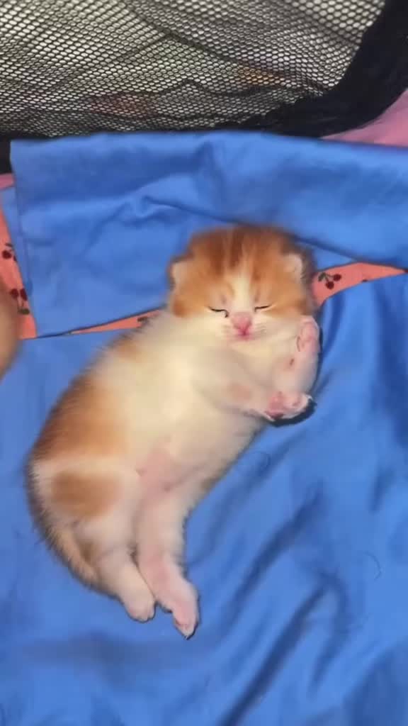 @catbosssss