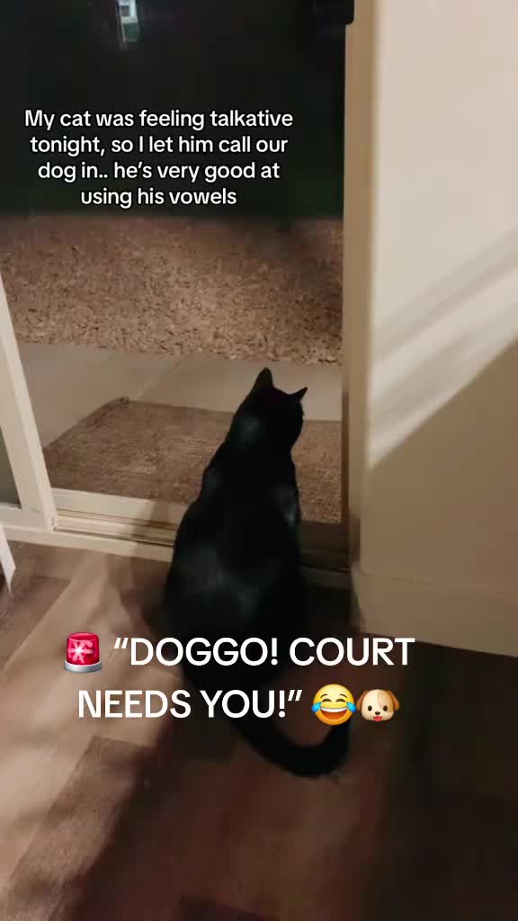 @Cat Verdict