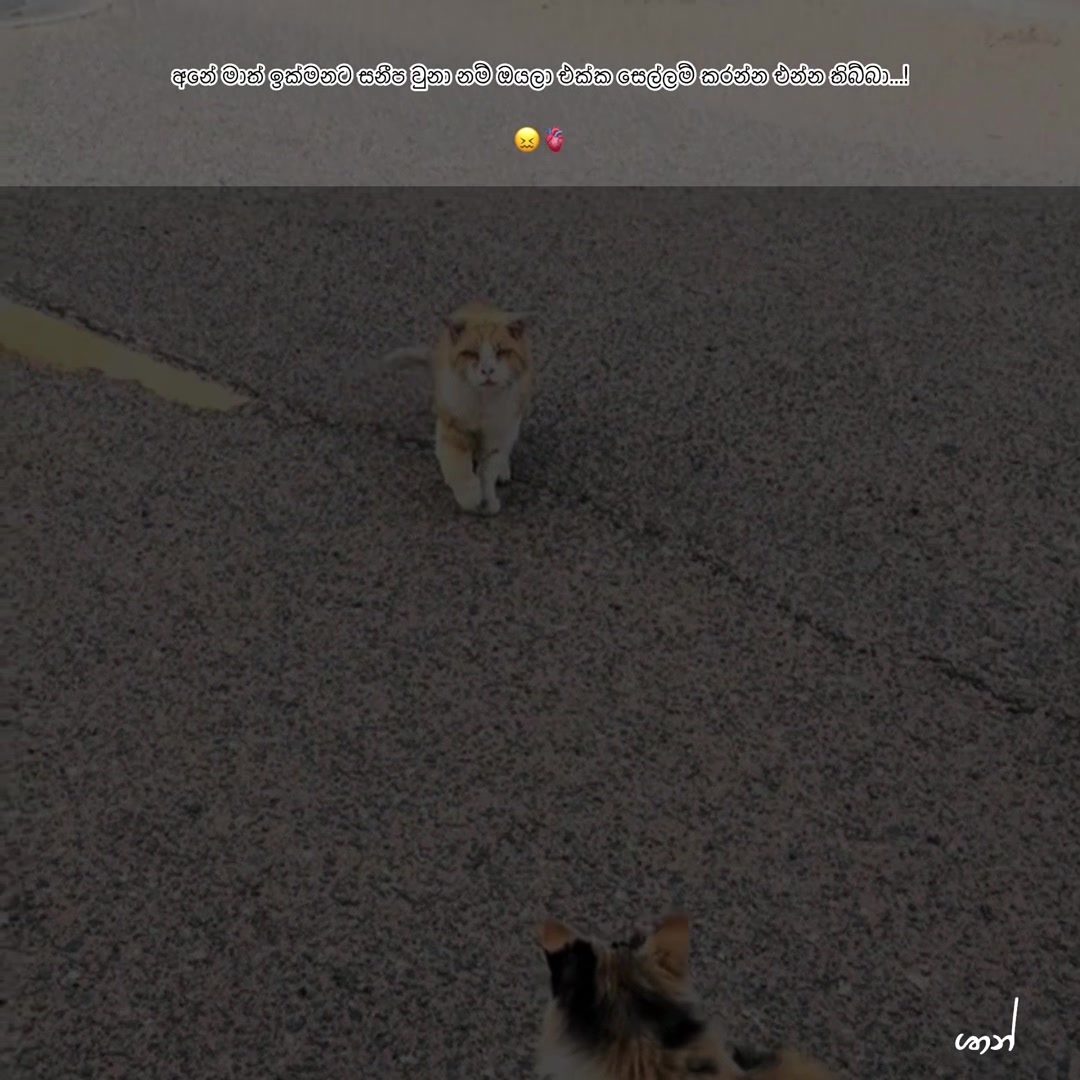 @𝑺𝑯𝑨𝑨𝑵 