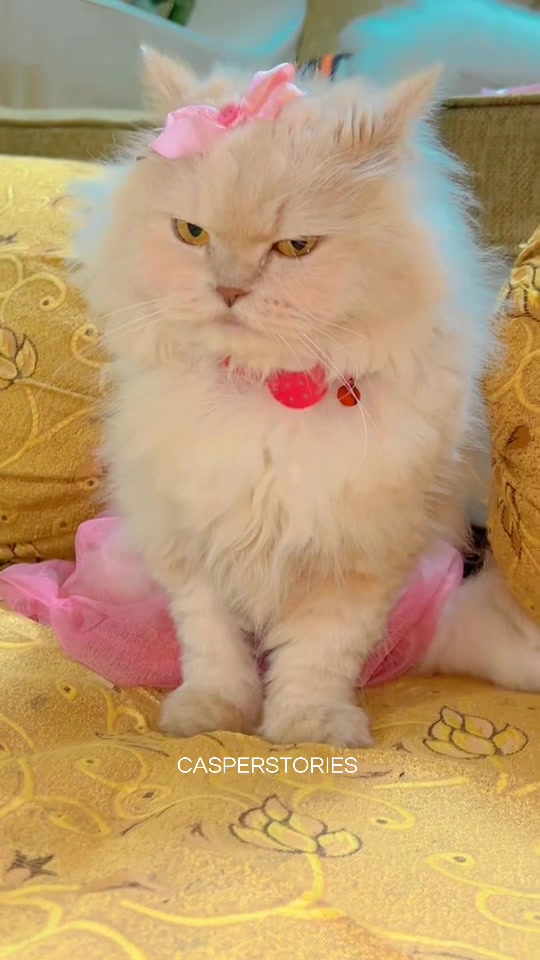 @𝑪𝒂𝒔𝒑𝒆𝒓 & 𝑴𝒊𝒏𝒏𝒊𝒆 🐾