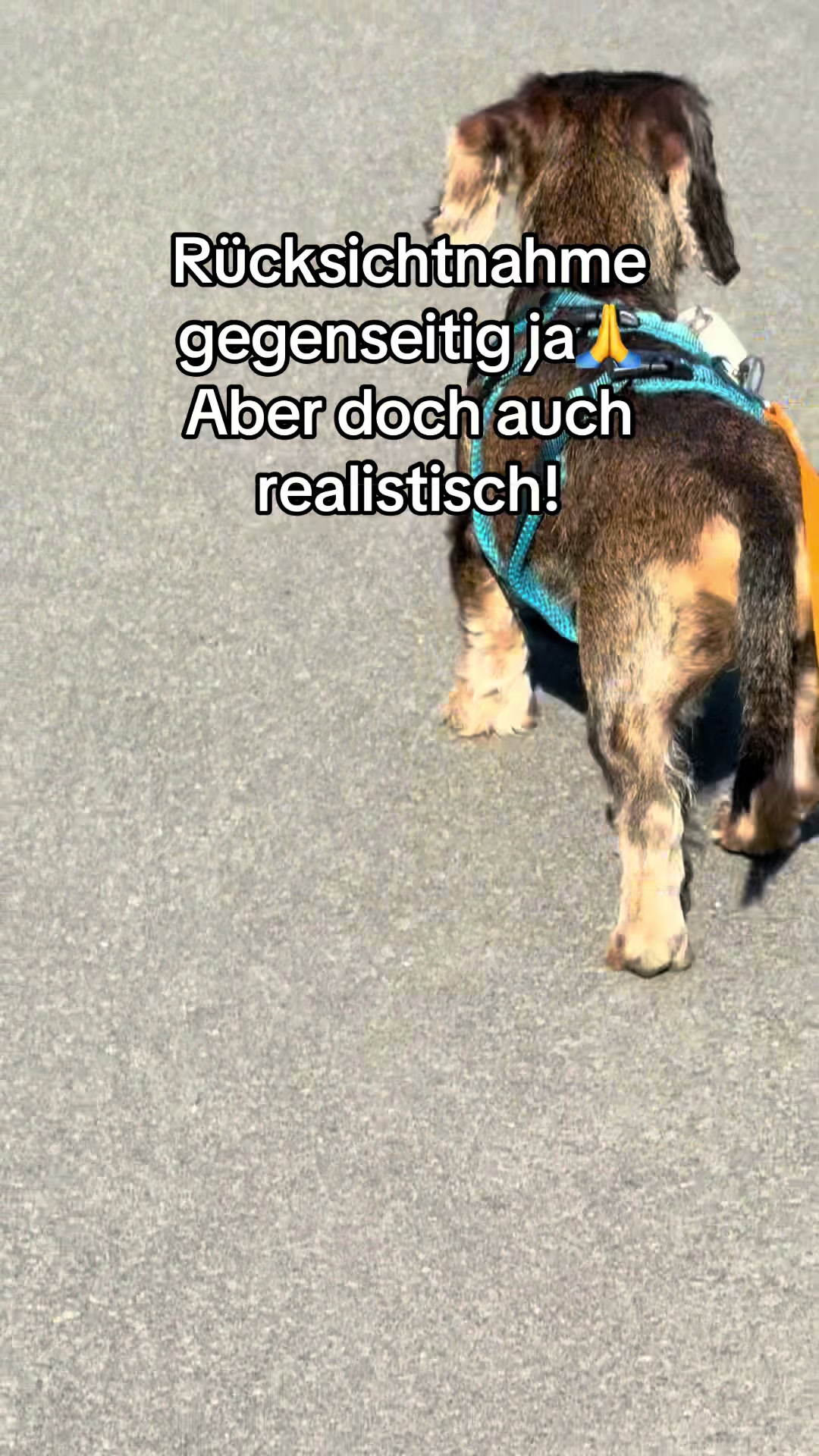 @Ichsch&uuml;tzekinderundtiere