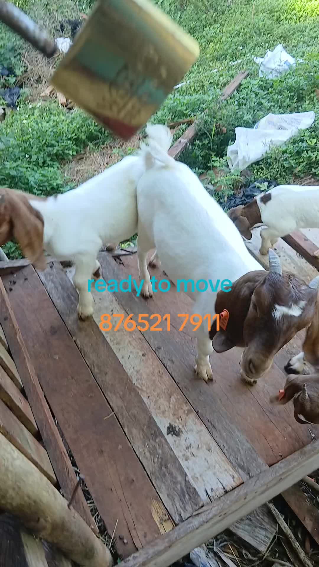 @Hillside farms 🐐