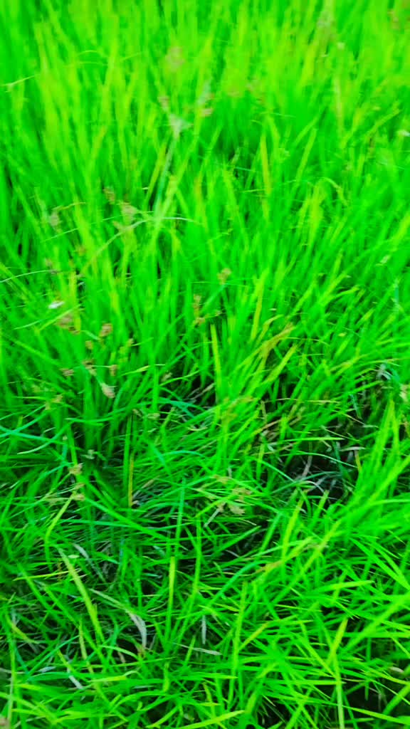 @pabitra Bhusal