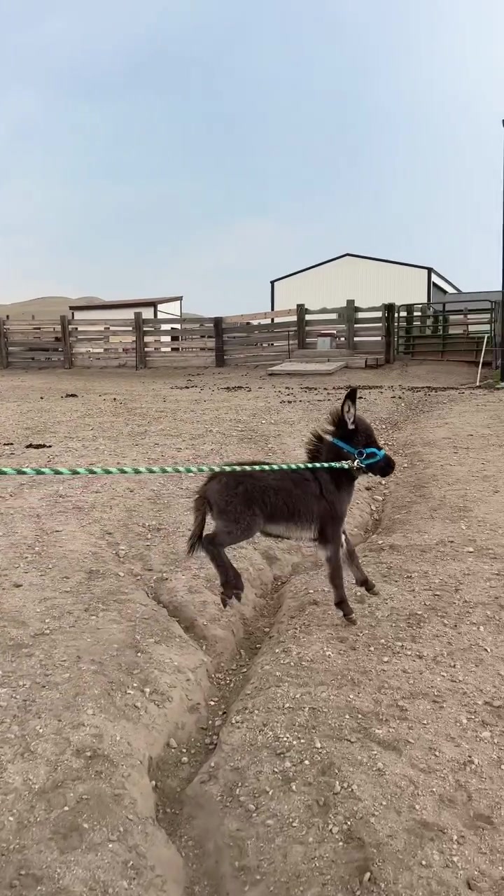 @Double Donkey Ranch