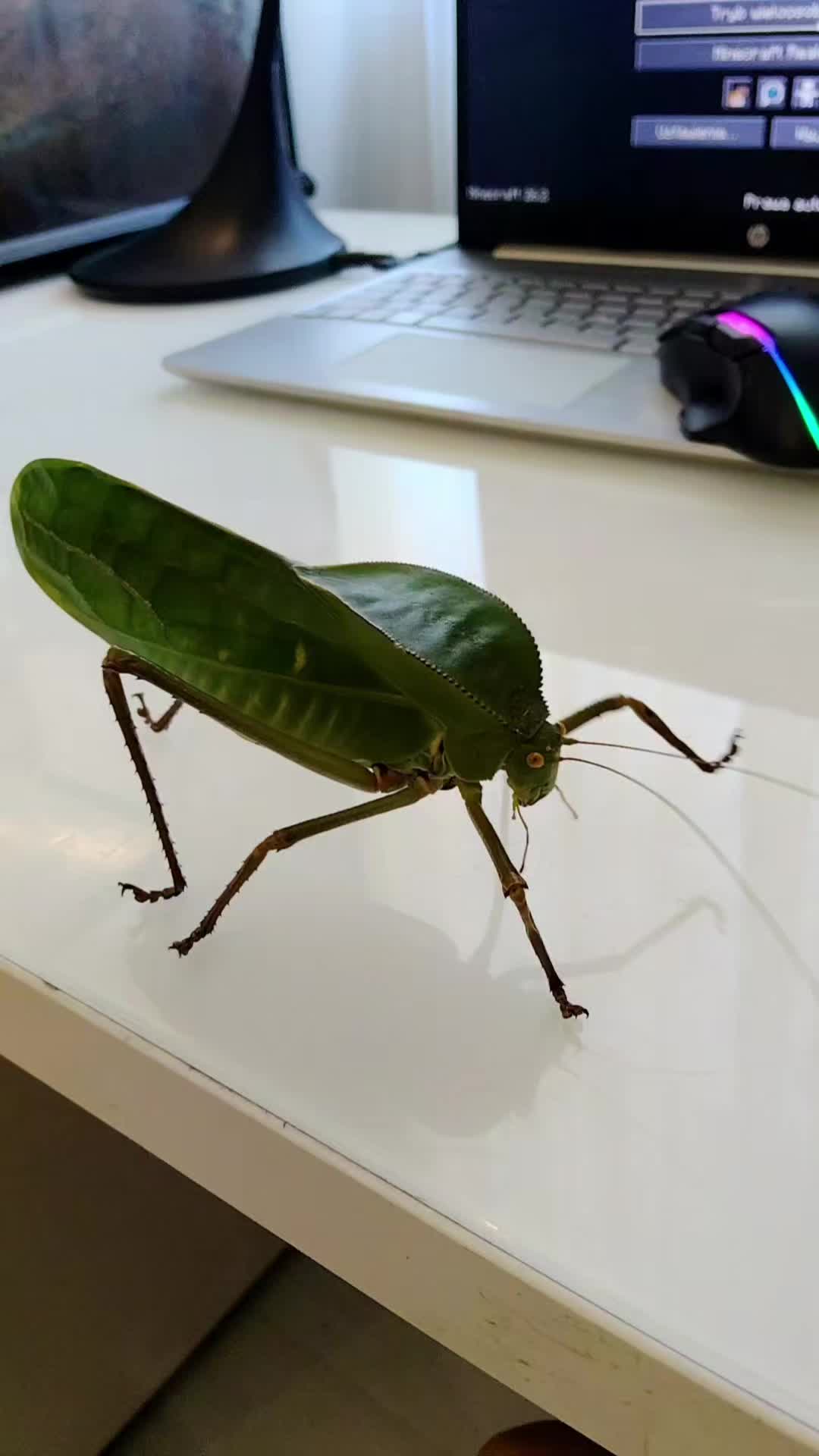 @Parrotek