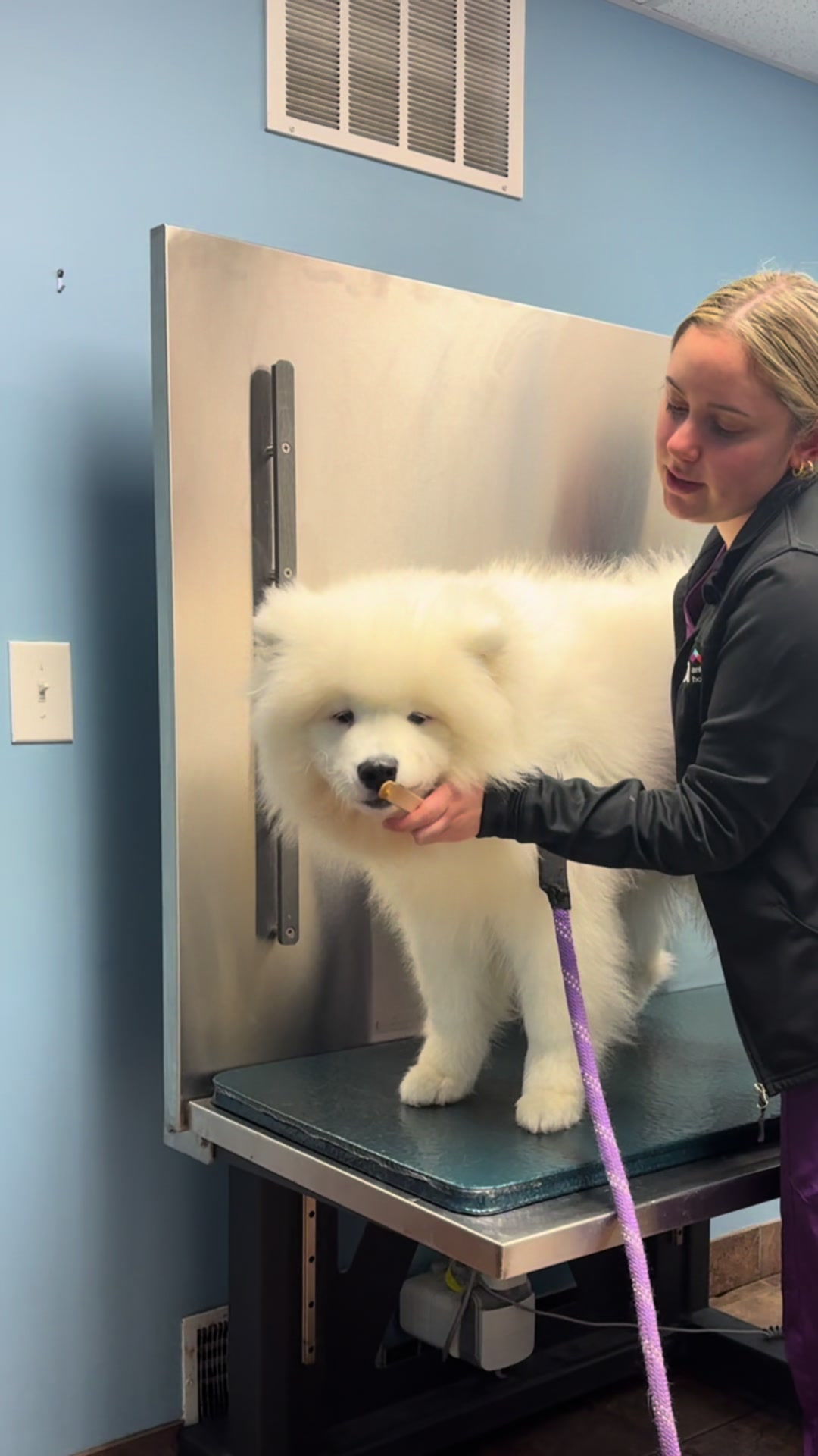 @Mishka the Samoyed