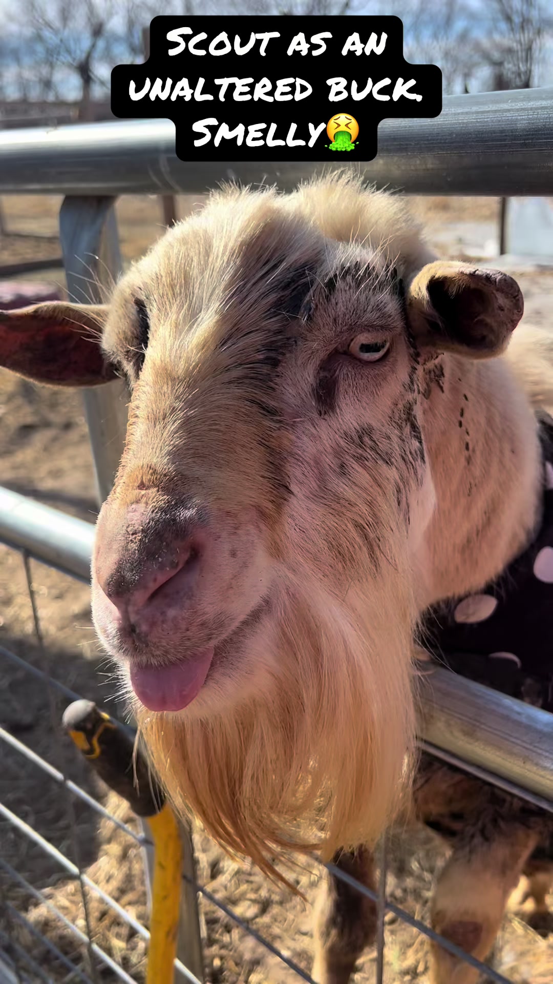 @Kitzman’s Farm Sanctuary