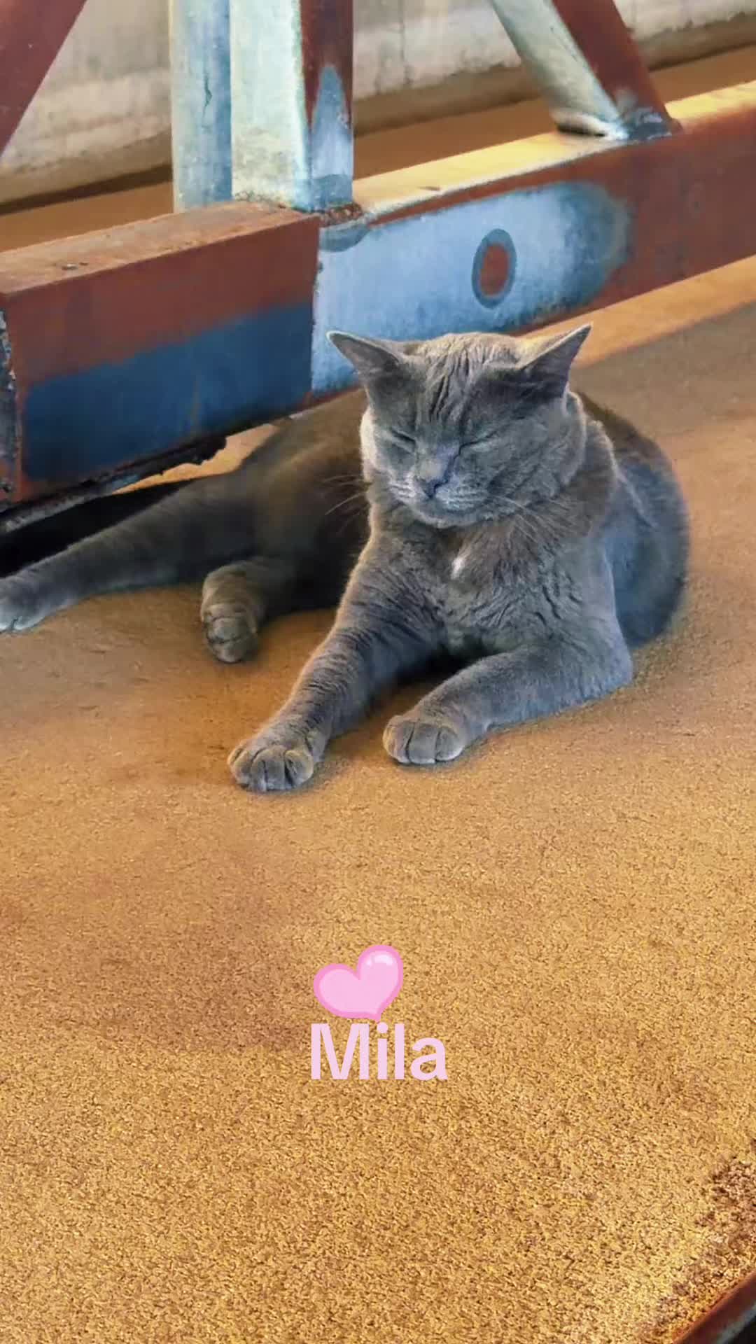 @Amri Gatitos