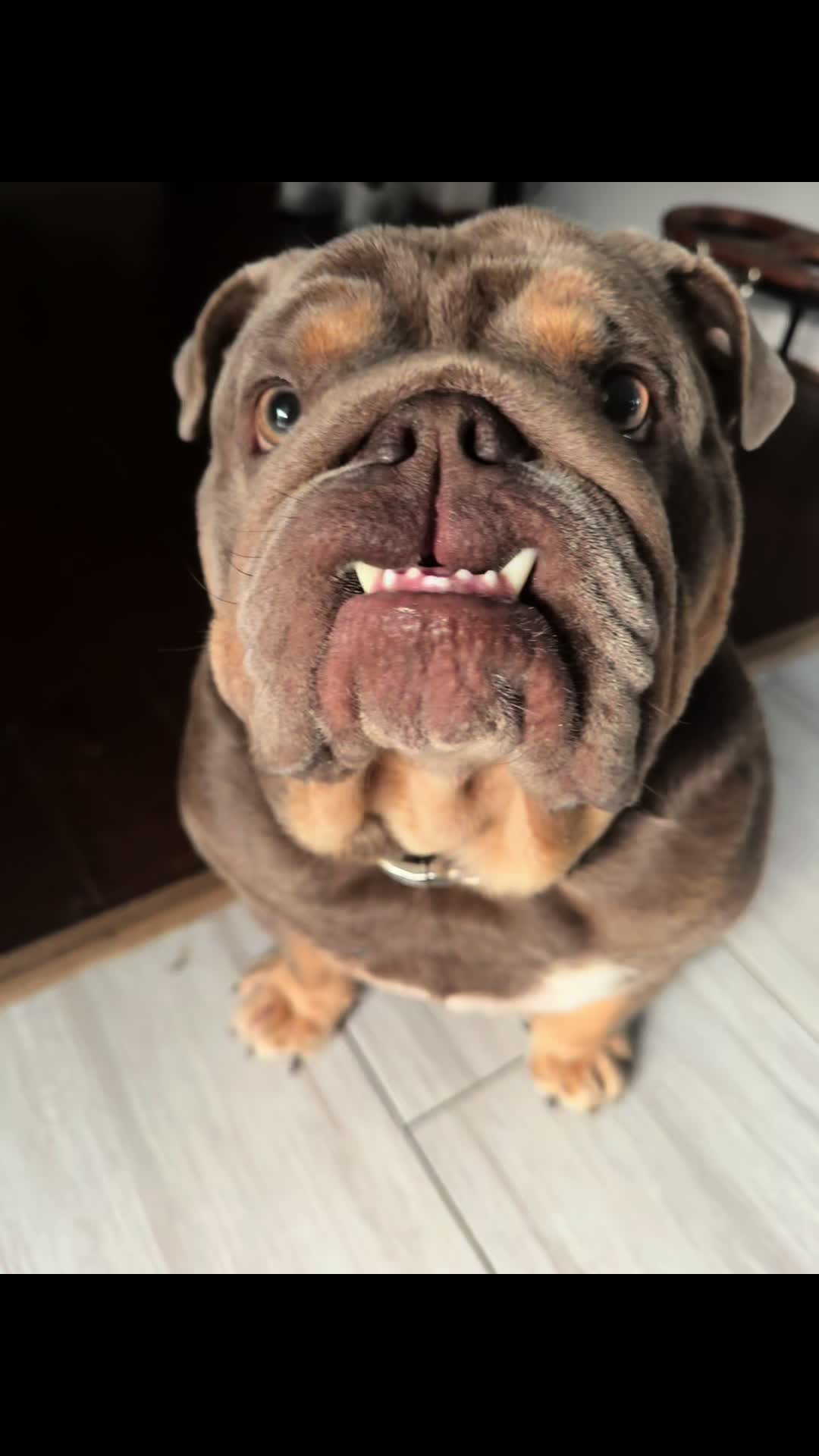 @RawlsTheBulldog