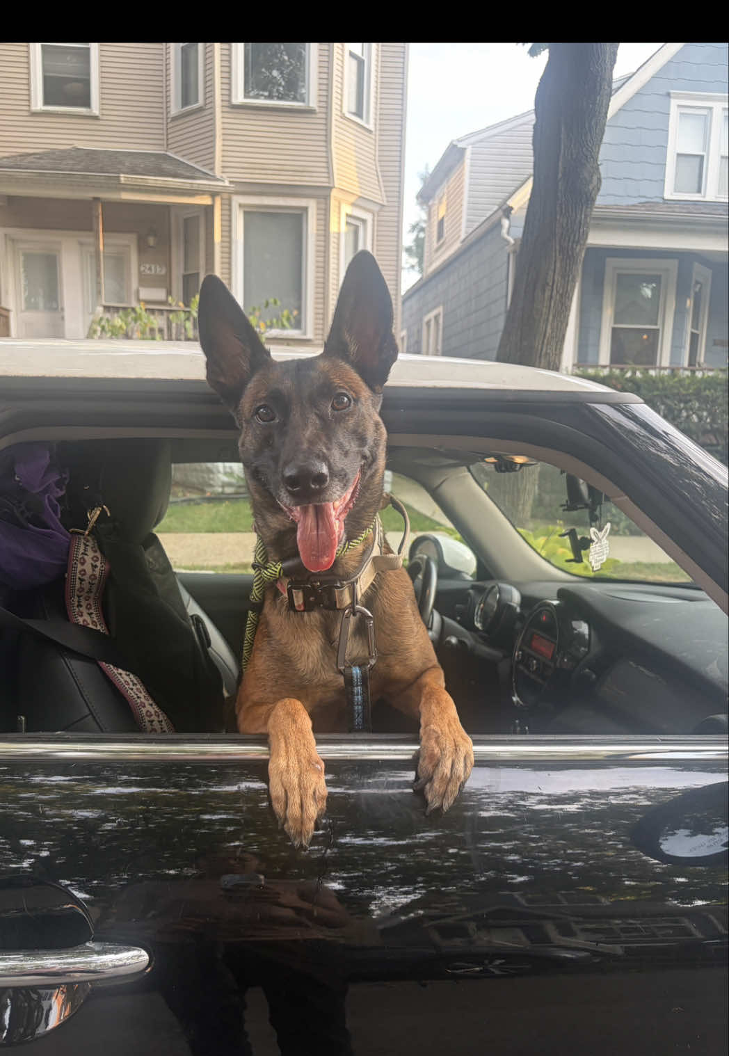 @dogstrainjen