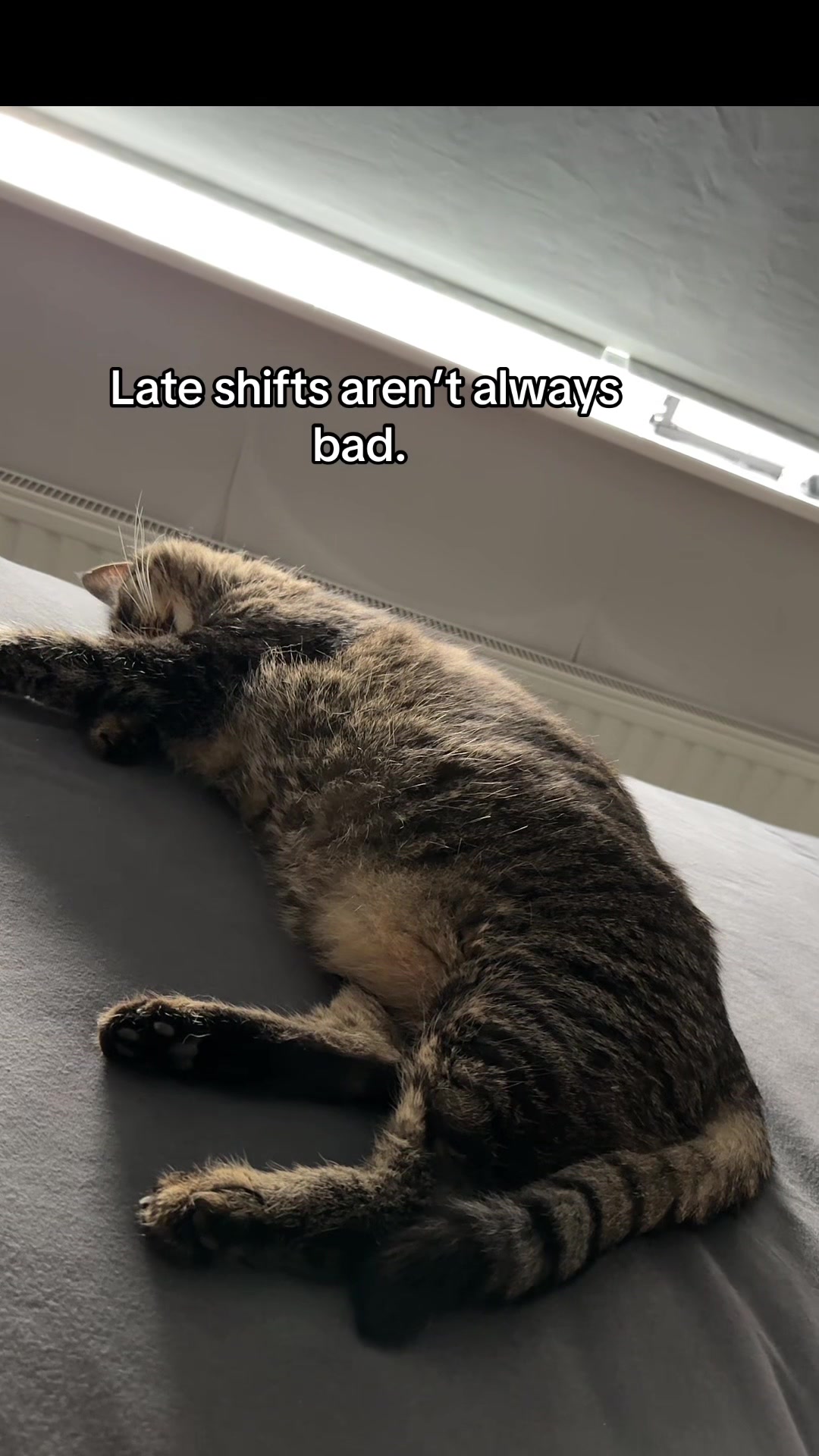@Joep_the_ rescuecat