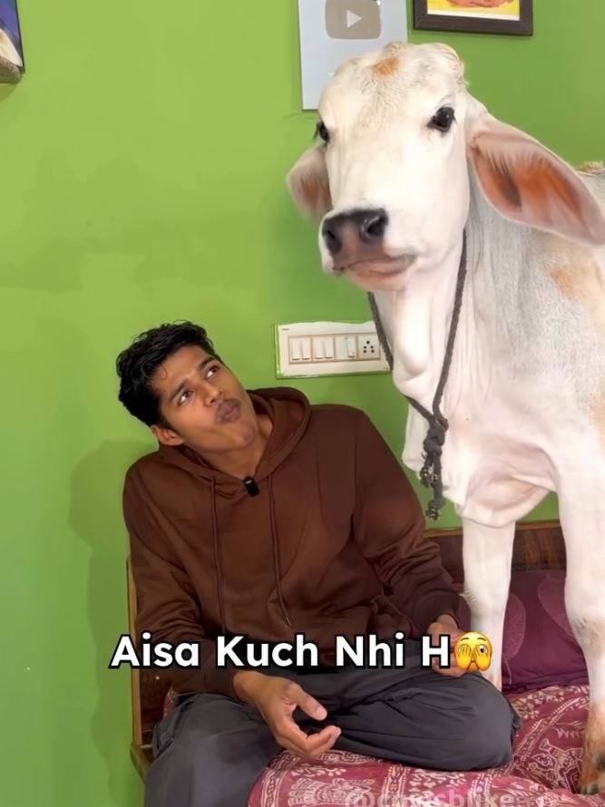@cows_b_like