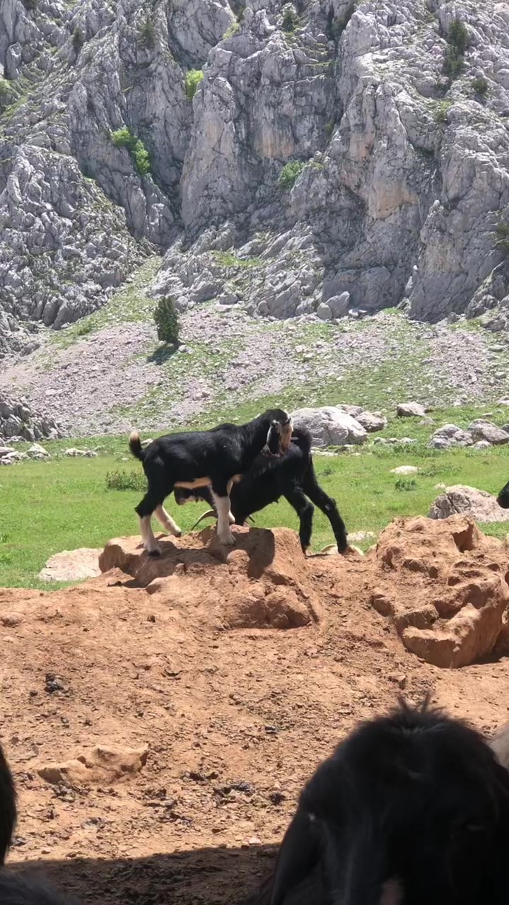@ALİ AKKAŞ