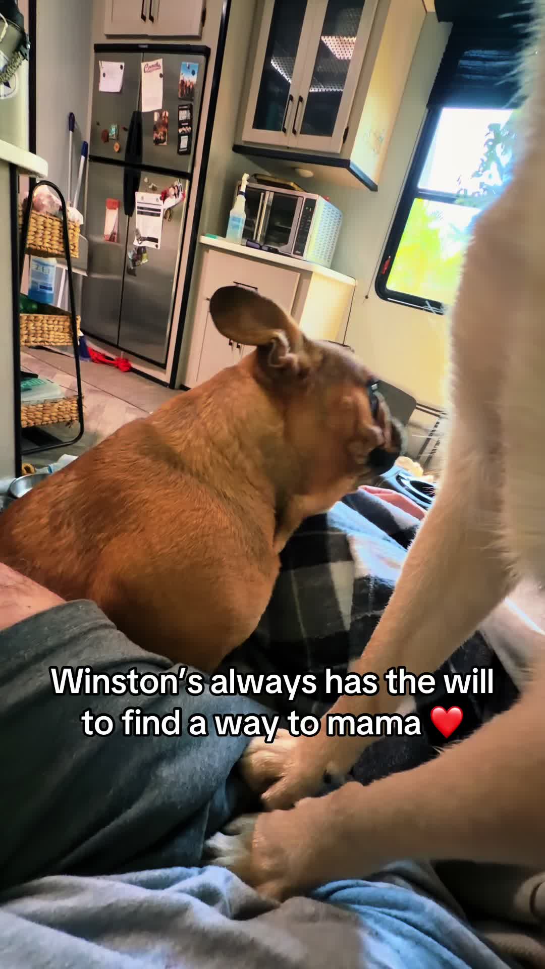 @❌ Winston & Crew Adventures ❌