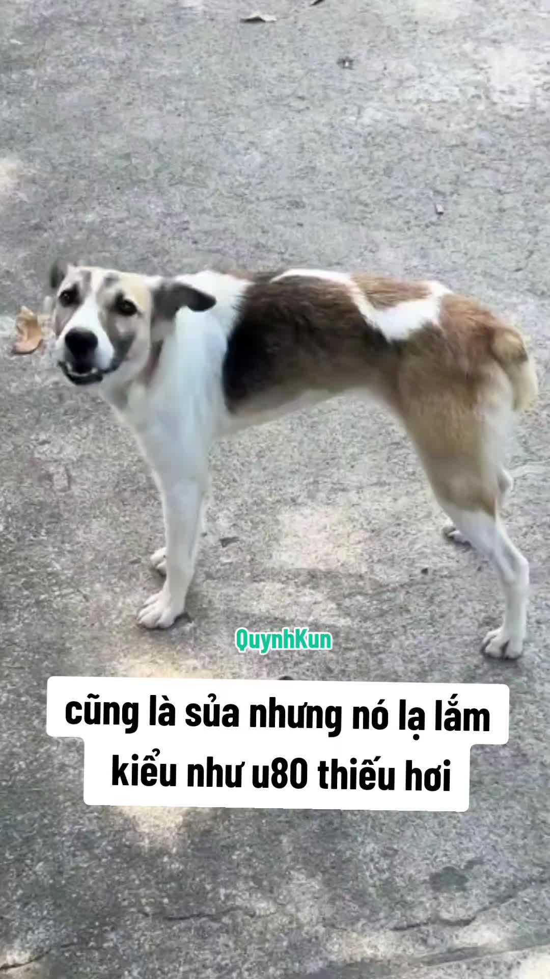 @QuynhKun