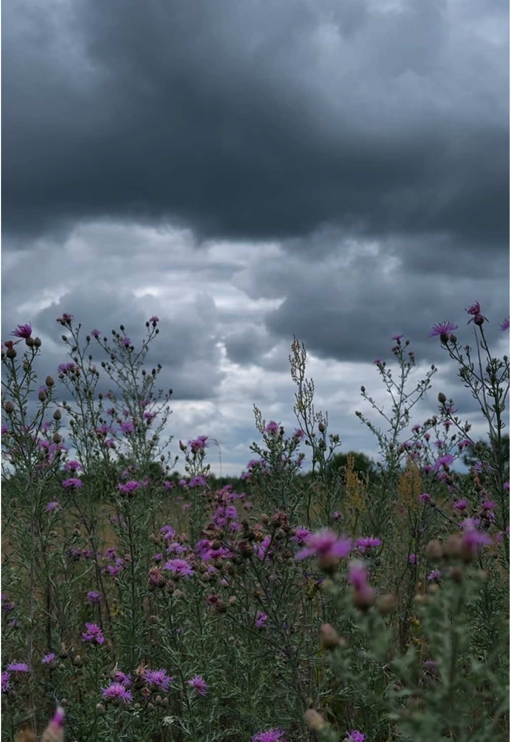@𝓔𝓲𝓻𝓮𝓷