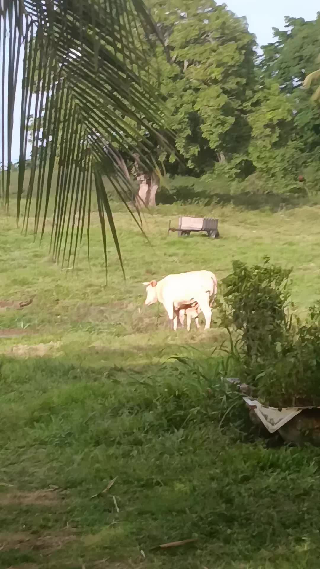 @Mayinga minko