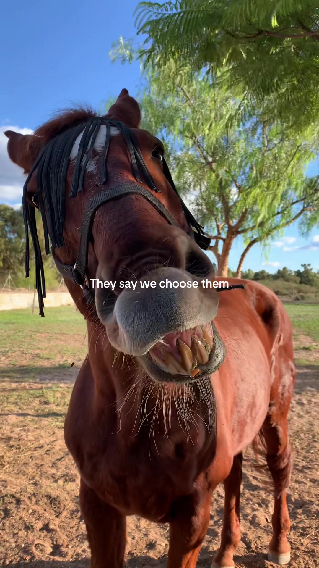 @MyHorse