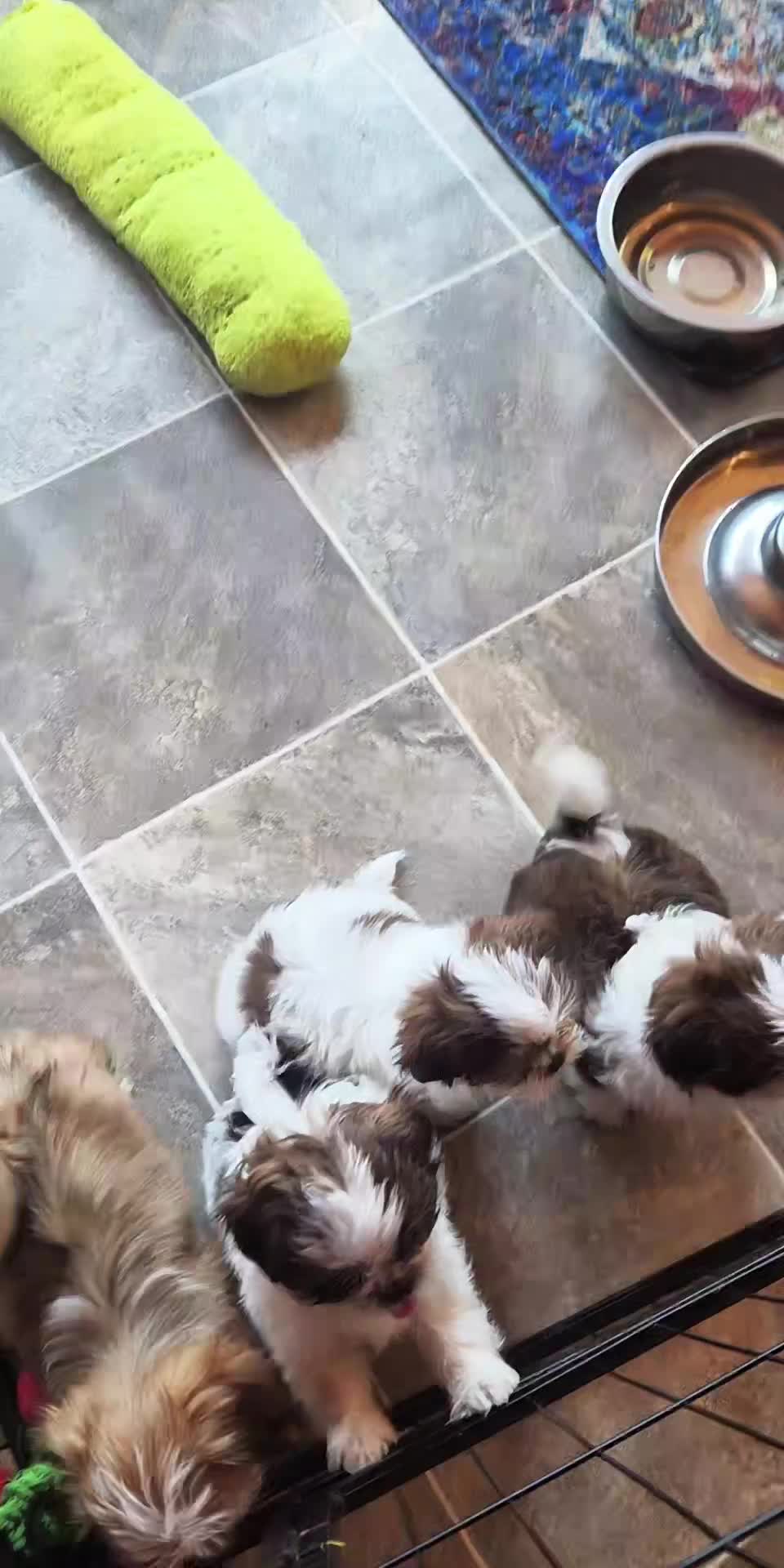 @Barb's Precious Pups