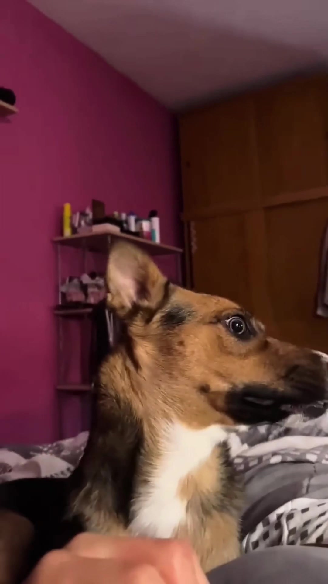 @K9stories