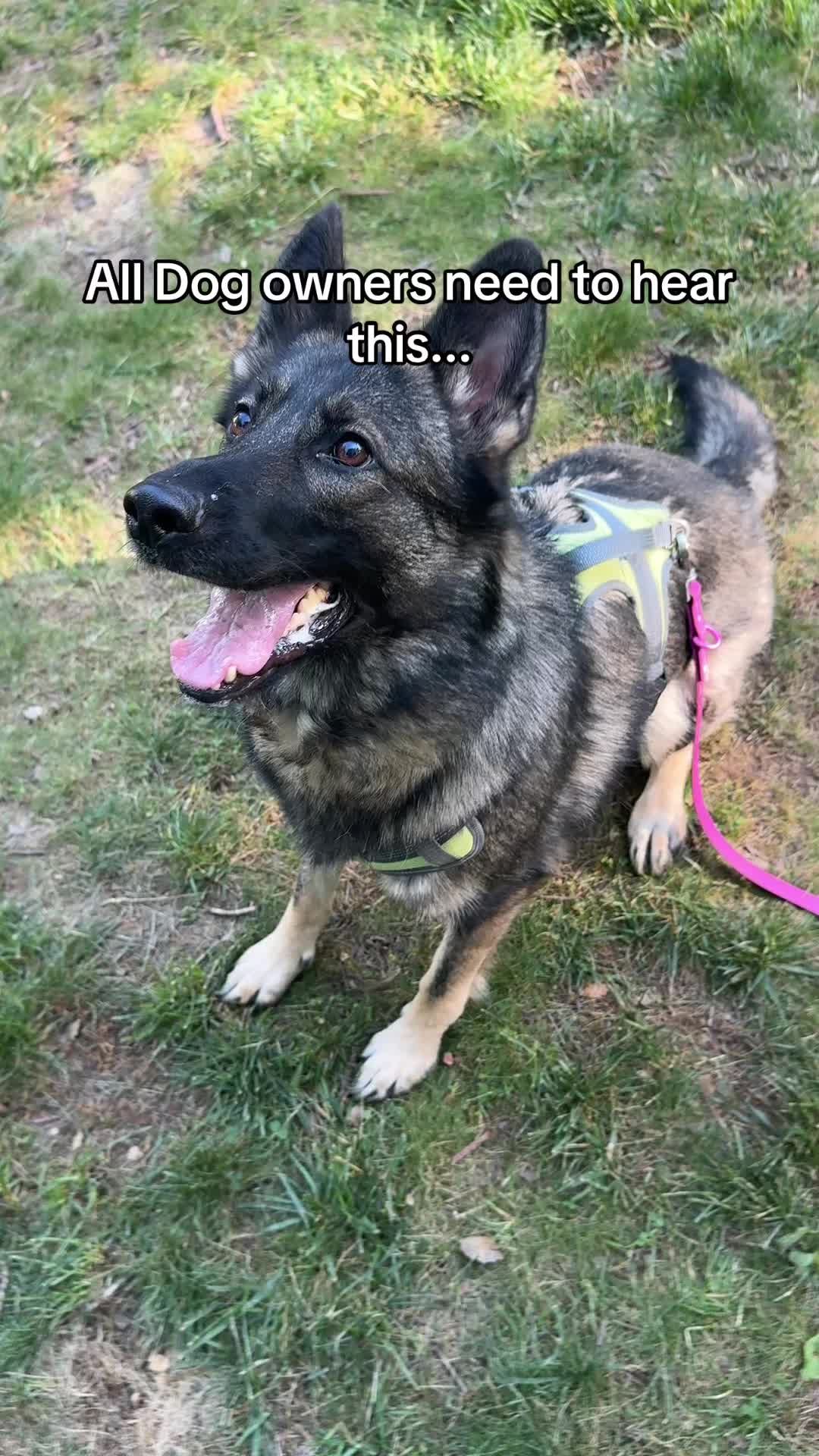 @Best Buddy Dog Trainer LLC