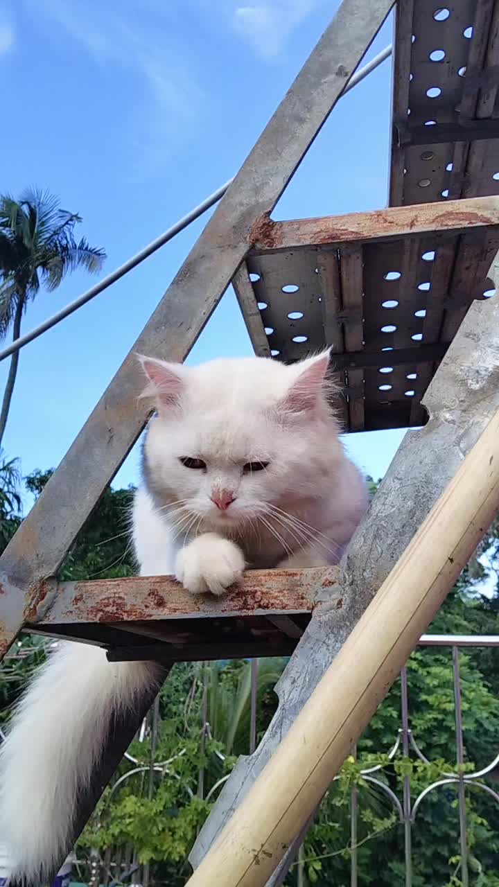 @๐--๐ต๐๐๐๐๐ ๐๐๐๐-- ๐