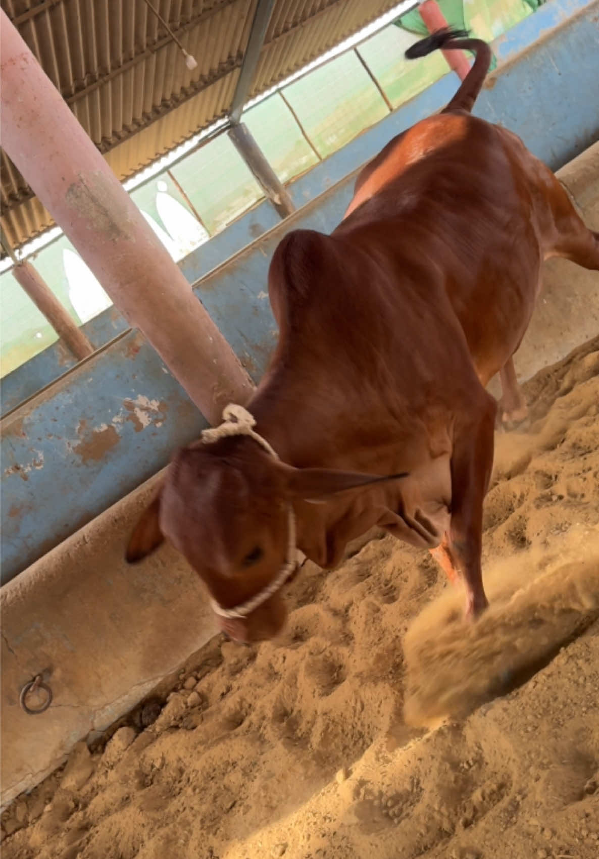@Karachi Bull lovers